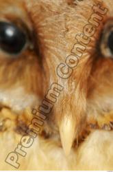 Mouth Owl